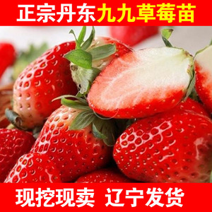 辽宁丹东99草莓苗生产苗红颜九九草莓苗四季阳台盆栽草莓秧苗结果