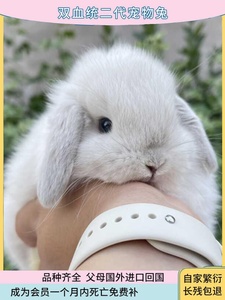 荷兰赛级双血统宠物垂耳兔长不大型小白兔子活物茶杯侏儒兔猫猫兔