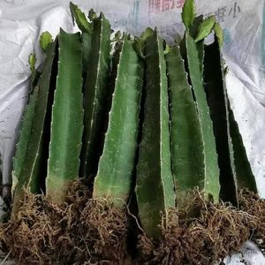 三角柱嫁接专用砧木火龙果苗枝条蟹爪兰猴尾令箭荷花仙人掌仙人球