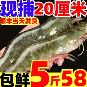 大虾鲜活速冻基围虾超大特大海虾新鲜海鲜水产对虾青岛海捕白虾