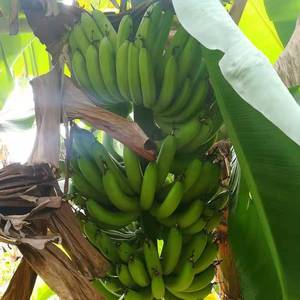 云南高山大香蕉10斤新鲜水果当季现摘芭蕉小米蕉甜香蕉整箱自然熟