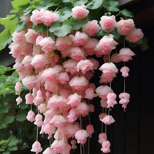 垂丝海棠花种子爬藤植物易活四季种开播种开花室内室外植物花卉