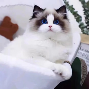 香港发货山猫布偶幼崽海双蓝双蓝眼睛仙女猫波斯系长毛大型宠物猫