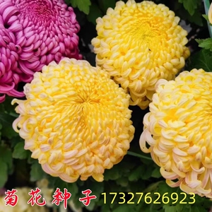 菊花种子九月菊金盏菊万寿菊翠菊阳台易活花种籽四季室外花草种子