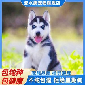 纯种哈士奇活狗幼崽雪橇犬异瞳蓝眼二哈幼犬便宜哈士奇活物小狗崽