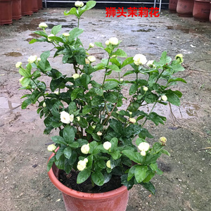 开花四季 超重  虎头盆栽多年生植物大花茉莉开花茉莉不断浓香瓣