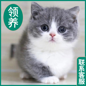 猫咪活物宠物幼猫布偶猫猫英短兔子银金渐层橘猫蓝猫幼崽美短小猫