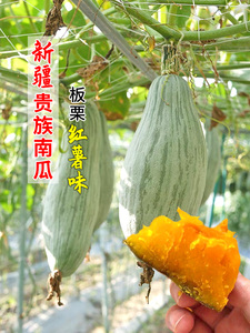 新疆丑瓜贵族南瓜种子苗板栗味种籽孑贝贝小板粟高产香甜种植四季