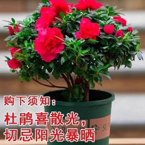 【带花苞原土】杜鹃花苗盆栽花卉植物室内外客厅阳台绿色植物盆景