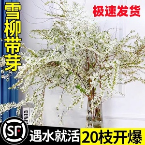 重瓣雪柳干枝支鲜枝插花水培植物鲜花卉室内盆栽绿植水养龙柳好活