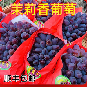 贵州茉莉香葡萄新鲜水果现摘当季郁金香玫瑰香葡萄无籽小红提提子
