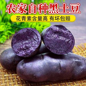 山东特产紫皮土豆新鲜黑土豆黑美人黑金刚紫马铃薯乌洋芋土豆现挖