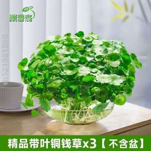 铜钱植物园艺草小绿招财室内养植水养栽植植水培客厅花盆常青