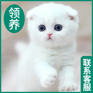 猫咪活物宠物幼猫布偶猫猫兔子英短橘猫银金渐层幼崽美短小猫蓝猫