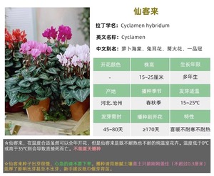 四季仙客来盆栽种子室外种植兔耳花籽种庭院耐寒花卉易活阳台