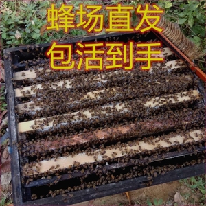 蜜蜂活群带王中蜂蜂群蜜蜂蜂群笼蜂土蜂群中华蜜蜂蜂王种王开产王