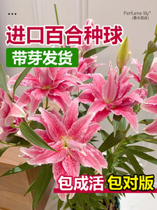 进口重瓣香水百合花种球盆栽香雪兰花卉绿植物室内四季开花郁金香