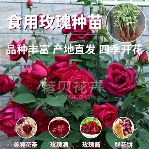 云南墨红食用玫瑰花苗玫瑰盆栽四季开花庭院阳台浓香大花型红玫瑰