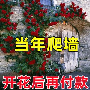 【当年爬墙】蔷薇花苗盆栽月季庭院花卉阳台玫瑰四季开花耐寒藤本