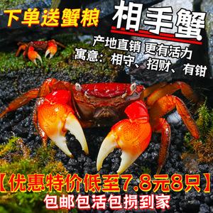 迷你相手蟹活体宠物螃蟹观赏蟹吃虫除藻淡水蟹鱼缸爬行底栖动物