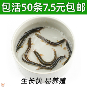 泥鳅鲜活养殖食用新鲜大泥鳅淡水鱼饲料鱼筏钓鱼饲料小泥鳅苗活体