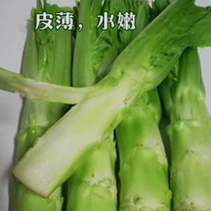 棒菜种子薄皮棒菜大棒菜白皮芥菜种四川花叶菜头川渝特色秋播蔬菜