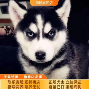 纯种哈士奇活狗哈士奇幼犬狗狗活物雪橇犬二哈异瞳双蓝眼宠物狗