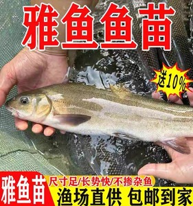 雅鱼苗裂腹鱼苗细鳞鱼苗阴河阳鱼苗淡水养殖冷水特种鱼苗雅安三绝