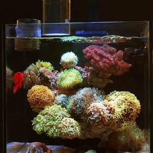 40背滤海水缸全套珊瑚缸原生玻璃海缸小型检疫鱼缸饲养珊瑚海水鱼