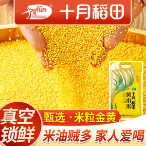 新米十月稻田黄小米5斤香糯稠杂粮小米5kg月子米香浓郁米油醇厚