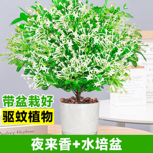 夏季驱蚊植物夜来香浓香型树苗盆栽绿植客厅阳台室内花卉当年开花