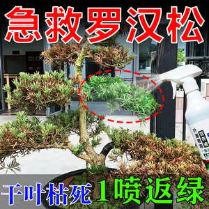 罗汉松专用肥罗汉松叶枯病叶子发黄叶黄松树枯黄迎客松专用营养液