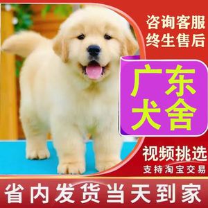 【广东犬舍】金毛幼犬赛级纯种宠物狗活幼体小狗动物活物狗狗