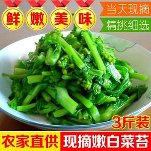 湖北农家现摘白菜苔新鲜嫩菜心武汉洪山菜薹当季蔬菜时令青菜菜苔