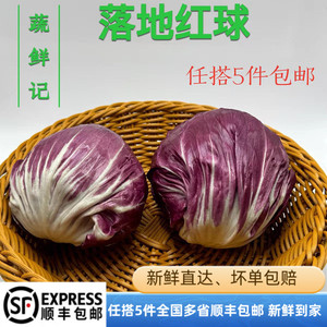 红叶包菜红菊苣500g 落地红球 新鲜蔬菜沙拉食材西餐配菜紫苣
