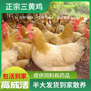 三黄鸡小鸡活苗土鸡活物纯种半斤下蛋鸡脱温产蛋王小鸡仔批发肉鸡