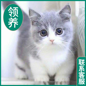 猫咪活物宠物幼猫布偶猫猫英短蓝猫银金渐层橘猫兔子幼崽美短小猫