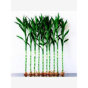 1.5米粗枝富贵竹带根盆栽超高大竹子室内水培土培大叶招财转运竹