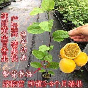 百香果树苗四钦蜜9号台农一号嫁接苗季结果南方北方种植带土带叶