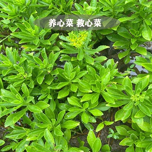 养心菜根苗高钙救心菜四季种植多年生阳台盆栽可食用水培蔬菜苗子