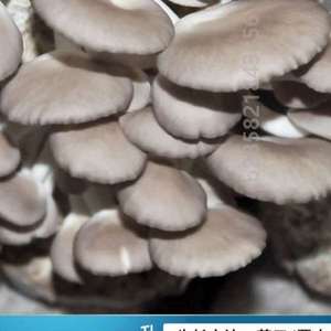 种植菌包袋菌包蘑菇金针种植邮菌棒红包平菇种植食用阳台香网种植