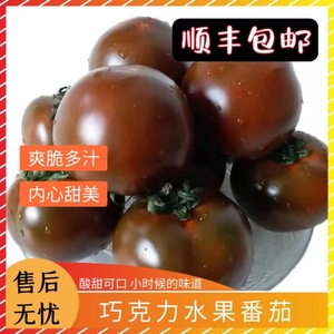 巧克力西红柿新鲜孕妇水果有籽自然熟圆紫生吃黑草莓柿子山东特产