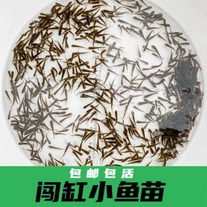 喂乌龟吃的小活鱼苗饲料淡水养殖小型活饵龟粮易养活鳄龟食用小鱼