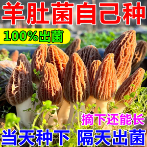 羊肚菌菌种种植包野生菌懒人自种蘑菇金针菇鸡枞菌四季高产可食用