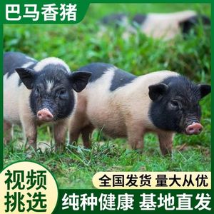 纯种巴马香猪 小香猪活体幼崽 两头乌香猪 怀孕母猪 散养巴马香猪