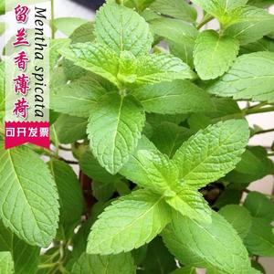 留兰香猫薄荷种子可食用室内驱蚊虫香草菜籽四季阳台盆栽净化空气