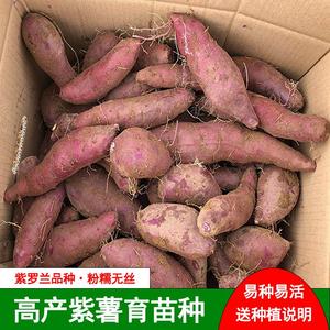 紫薯育苗种高产红薯地瓜紫心紫罗兰番薯沙地板栗薯发芽1斤起