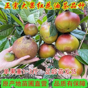 大果红花油茶树苗广西高产嫁接苗基地 矮化裸根种子苗单直发1-3斤