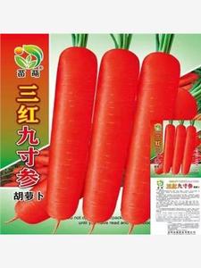 特级九寸三胡萝卜种子甜脆水果冰糖红萝卜种四季播高产蔬菜种子