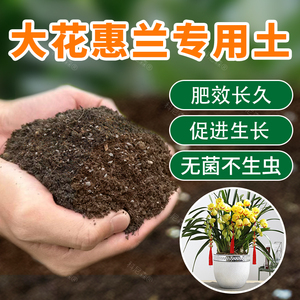 大花惠兰专用土惠兰花专用土酸性室内盆栽花土营养土种植土壤肥料